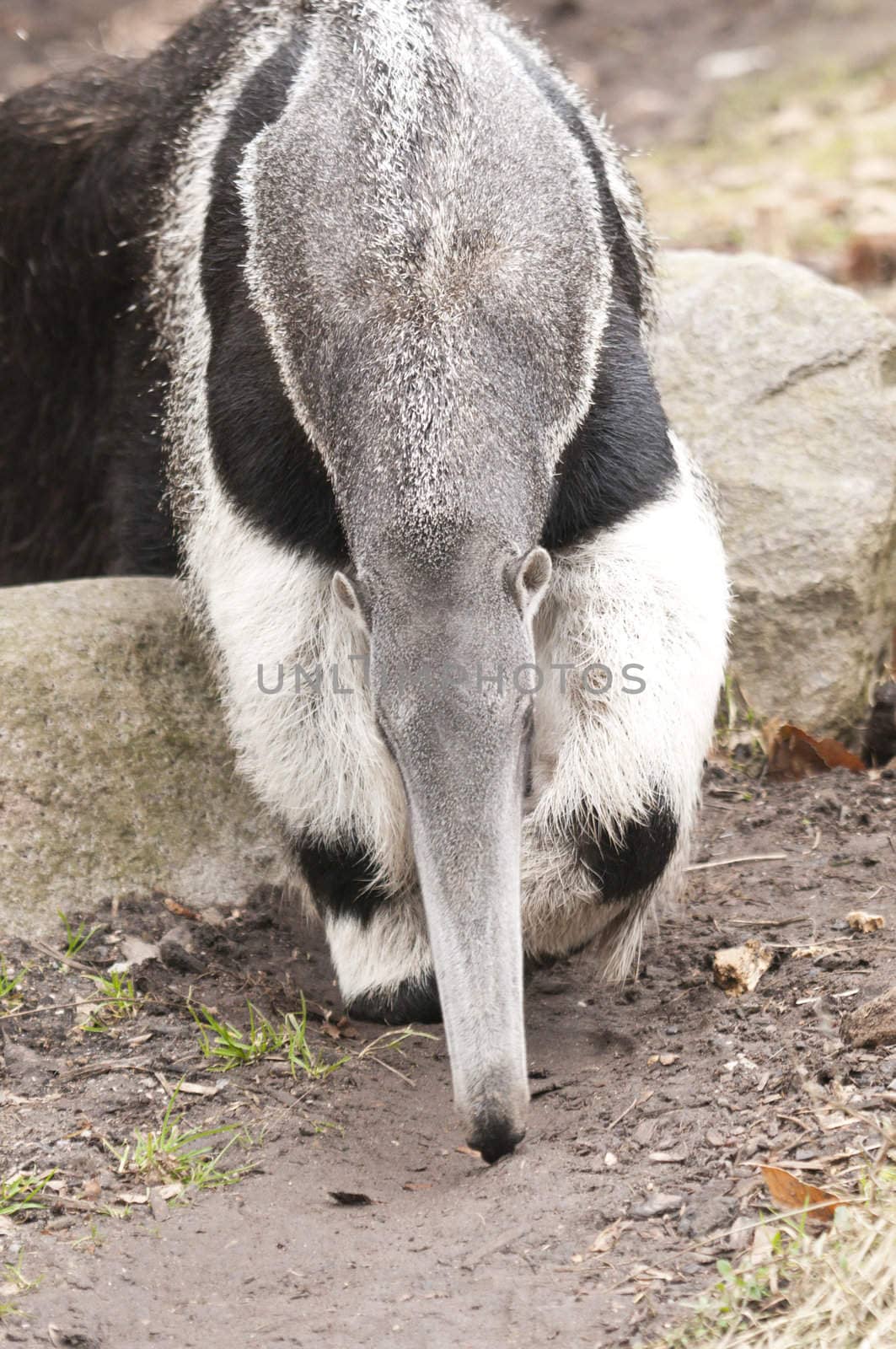 The Giant Anteater, Myrmecophaga tridactyla, is the largest species of anteater. It is found in Central and South America from Honduras to northern Argentina. It is a solitary animal, found in many habitats, including grasslands, deciduous forests and rainforests
