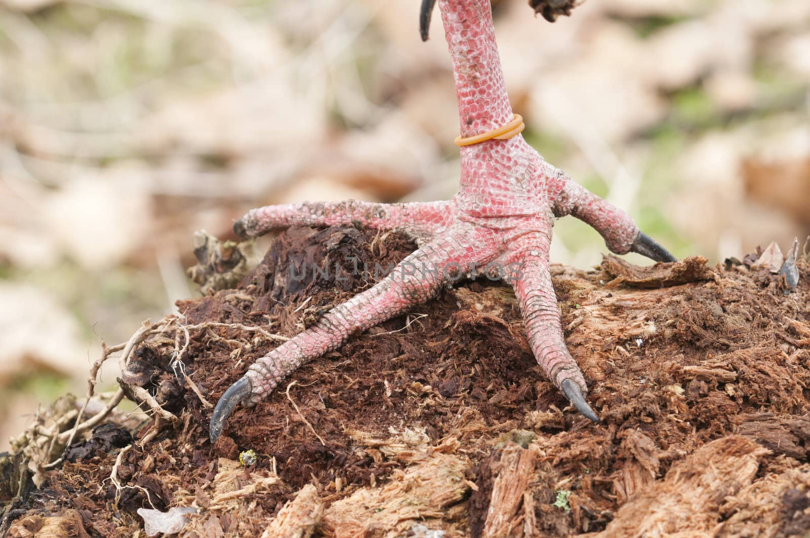 Closeup of a bird paws with pink scale skin