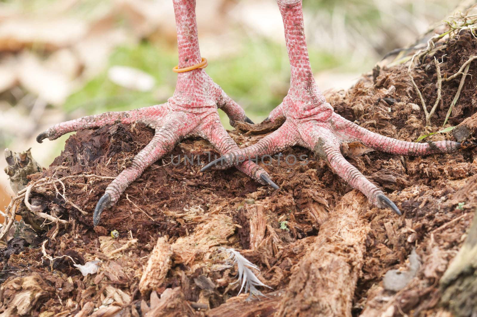 Closeup of a bird paws with pink scale skin