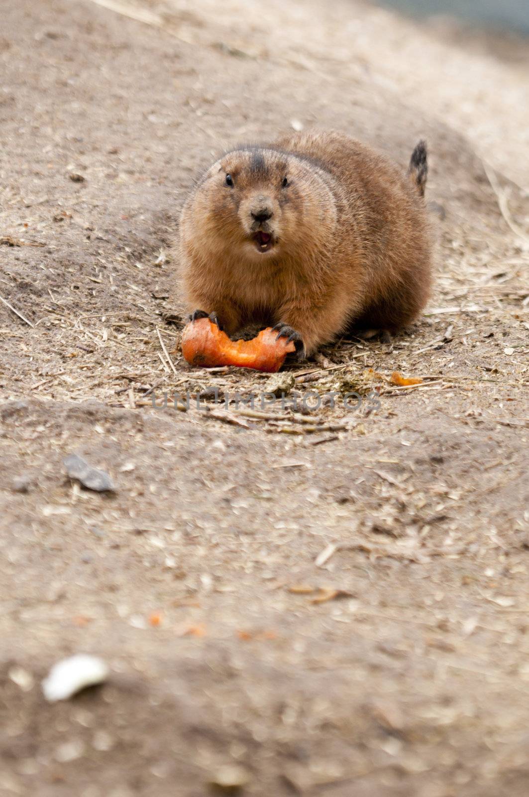 Prairie dogs (Cynomys) are burrowing rodents native to the grasslands of North America.  They are a type of ground squirrel. They are found in the United States, Canada, and Mexico