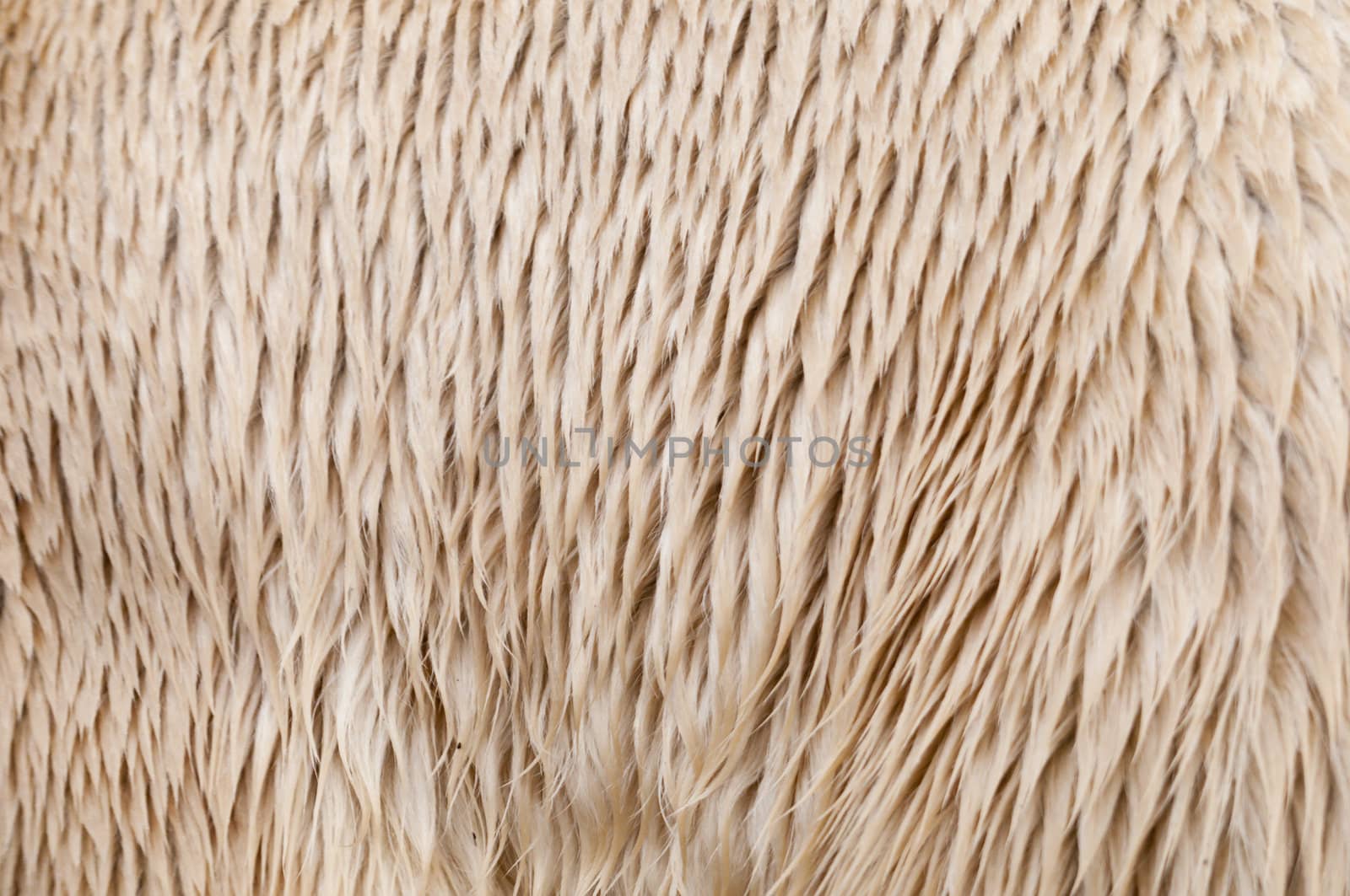 Polar bear (Ursus maritimus) fur close up.
