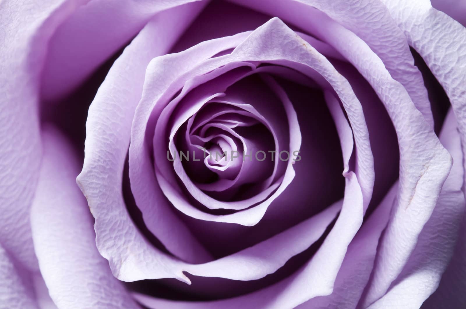 Just opened purple rose closeup with lateral lighting