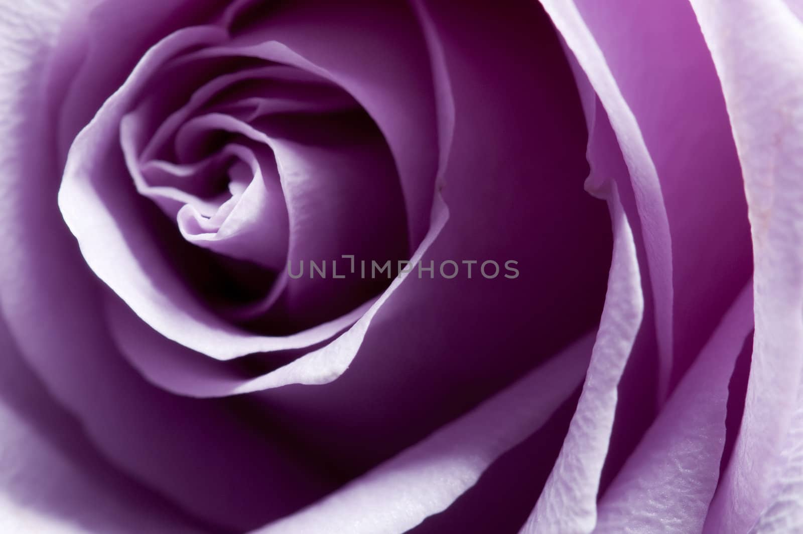 Just opened purple rose closeup with lateral lighting