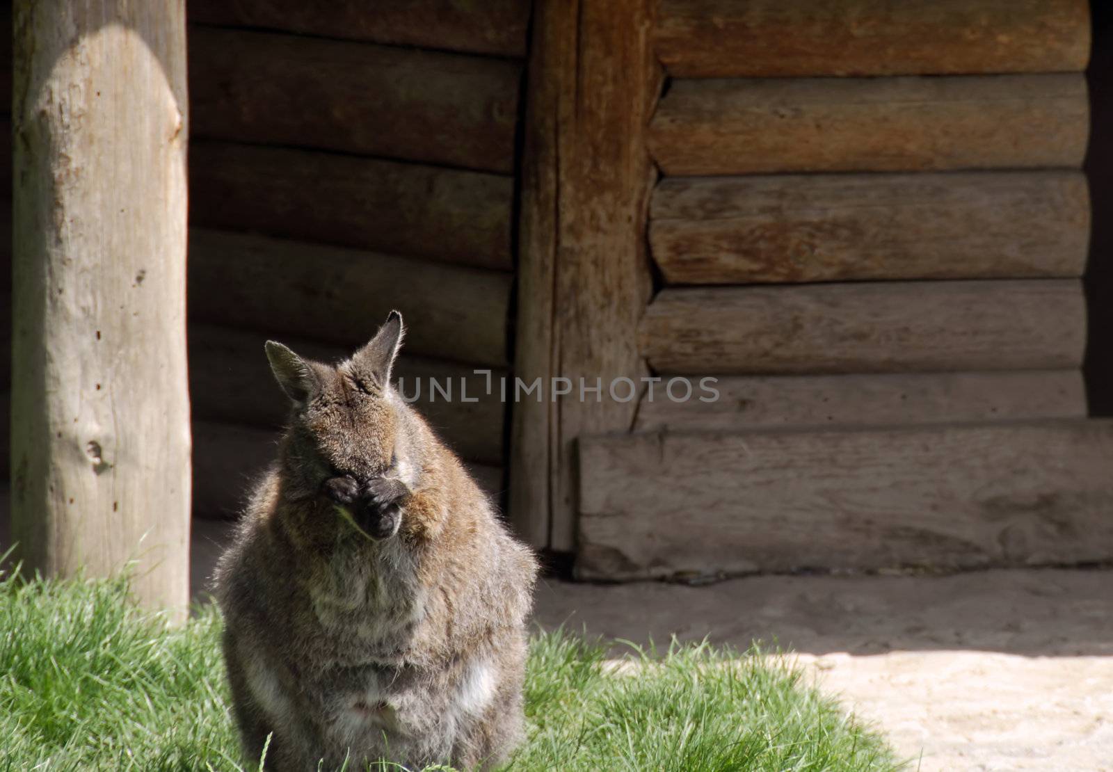 little kangaroo washing his face with hands in zoo
