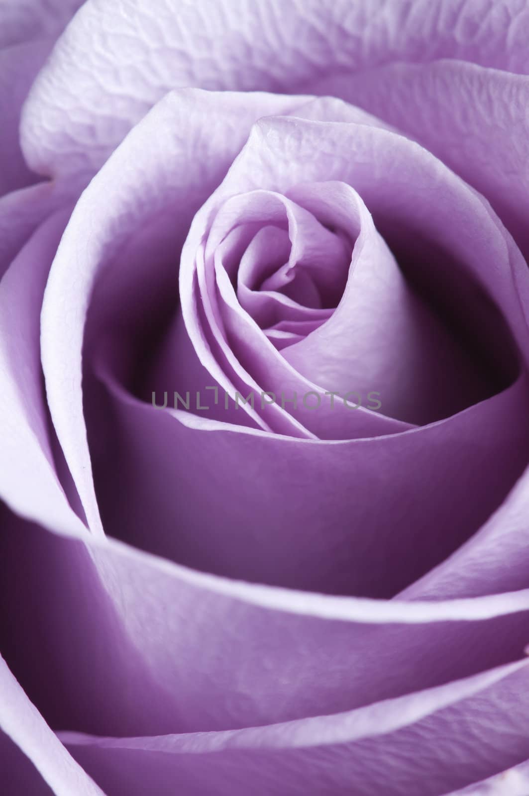 Just opened purple rose closeup with lateral lighting
