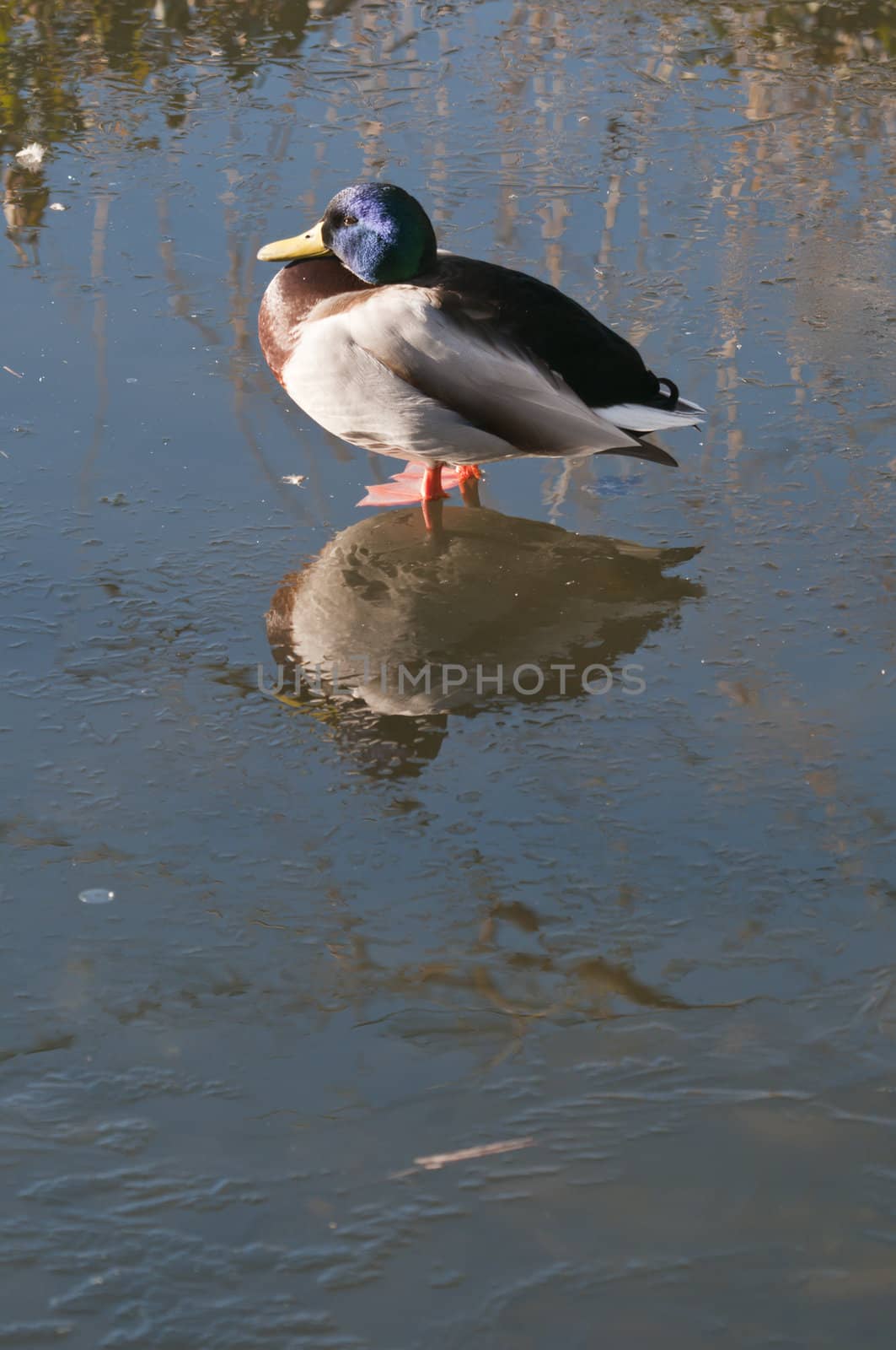 Male Mallard, or Wild duck ,Anas platyrhynchos, is a dabbling duck which breeds throughout the temperate and sub-tropical Americas, Europe, Asia, and North Africa, and has become introduced to New Zealand and Australia