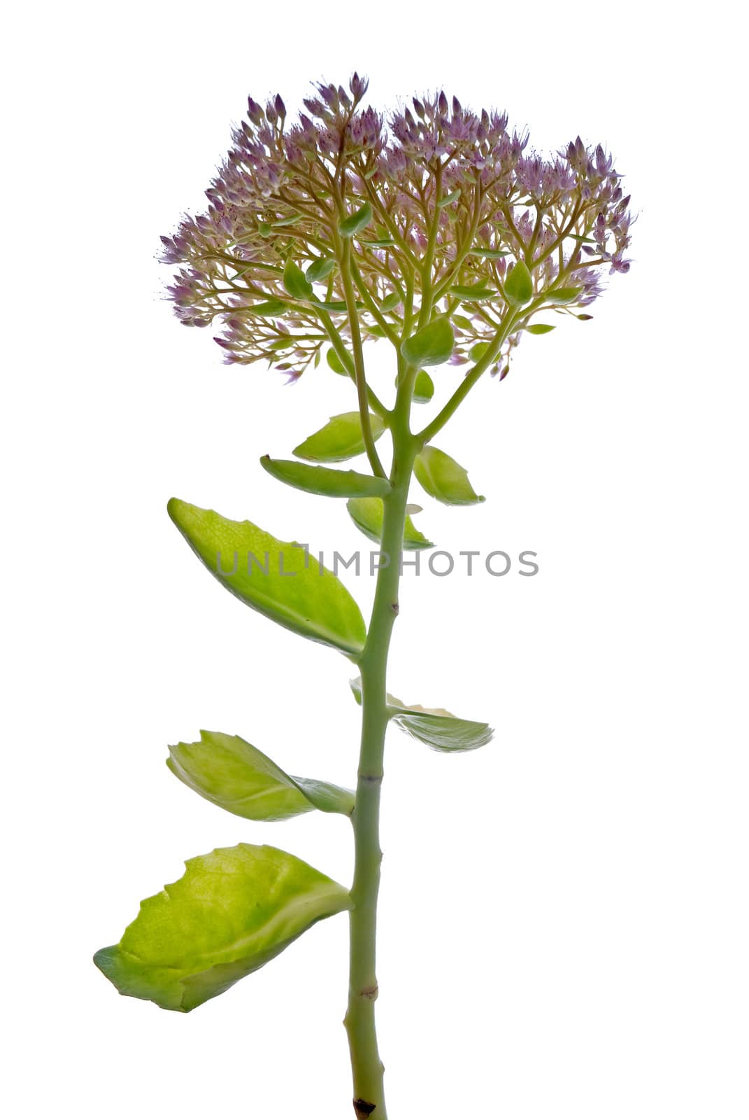 Beautiful purple flower isolated on a white background.