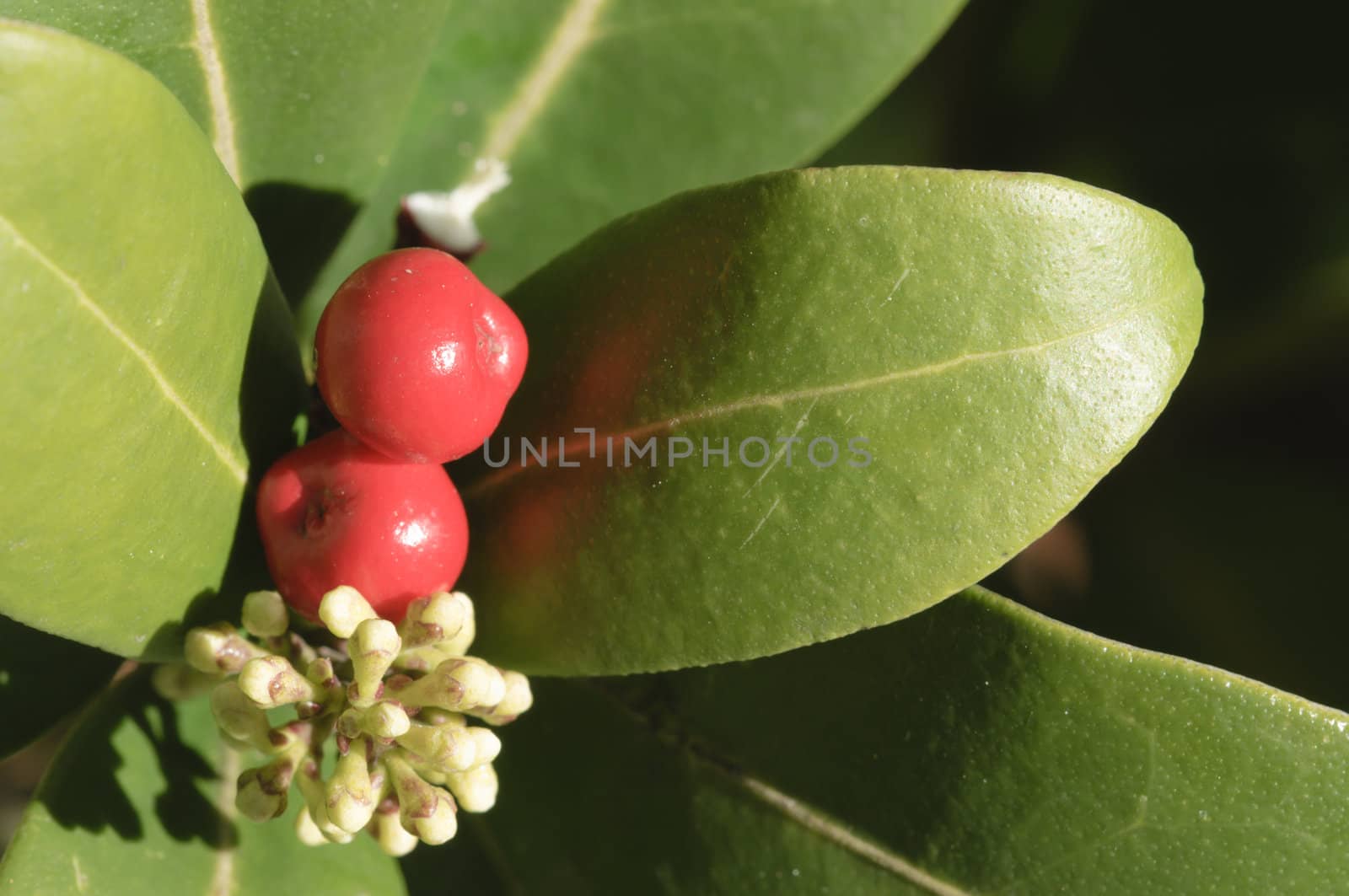 Red berries, white flowers, and green leaves