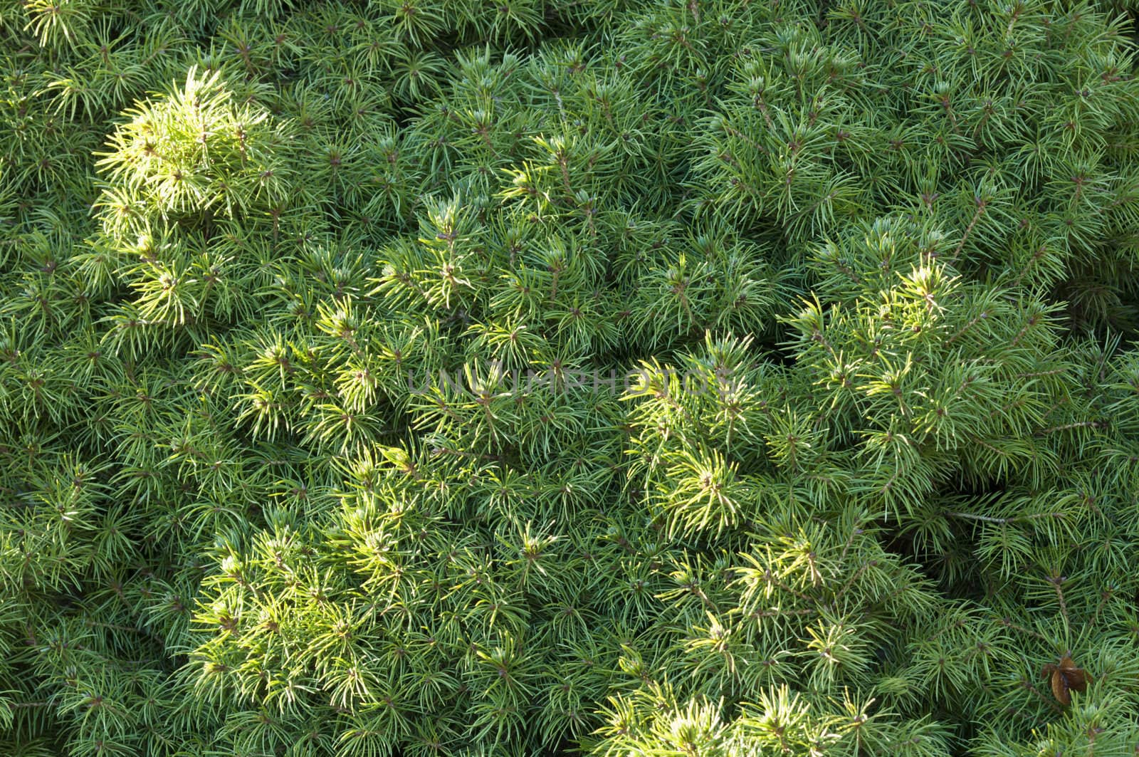 Closeup of a coniferous tree, Picea glauca conica