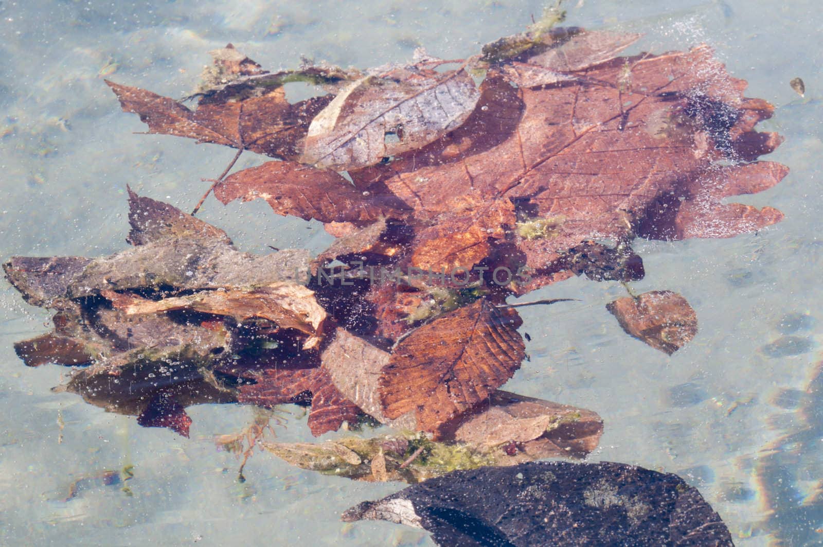 Dead leaves captured in cristal clear ice of a pond