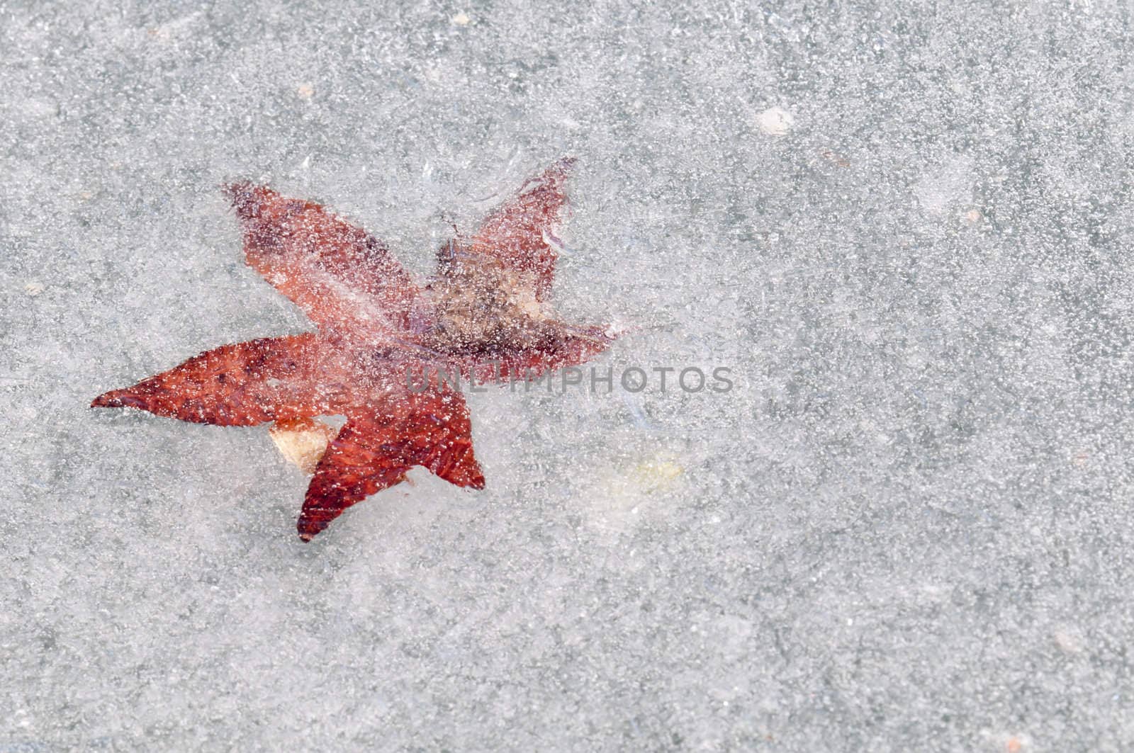 Dead leaves captured in cristal clear ice of a pond