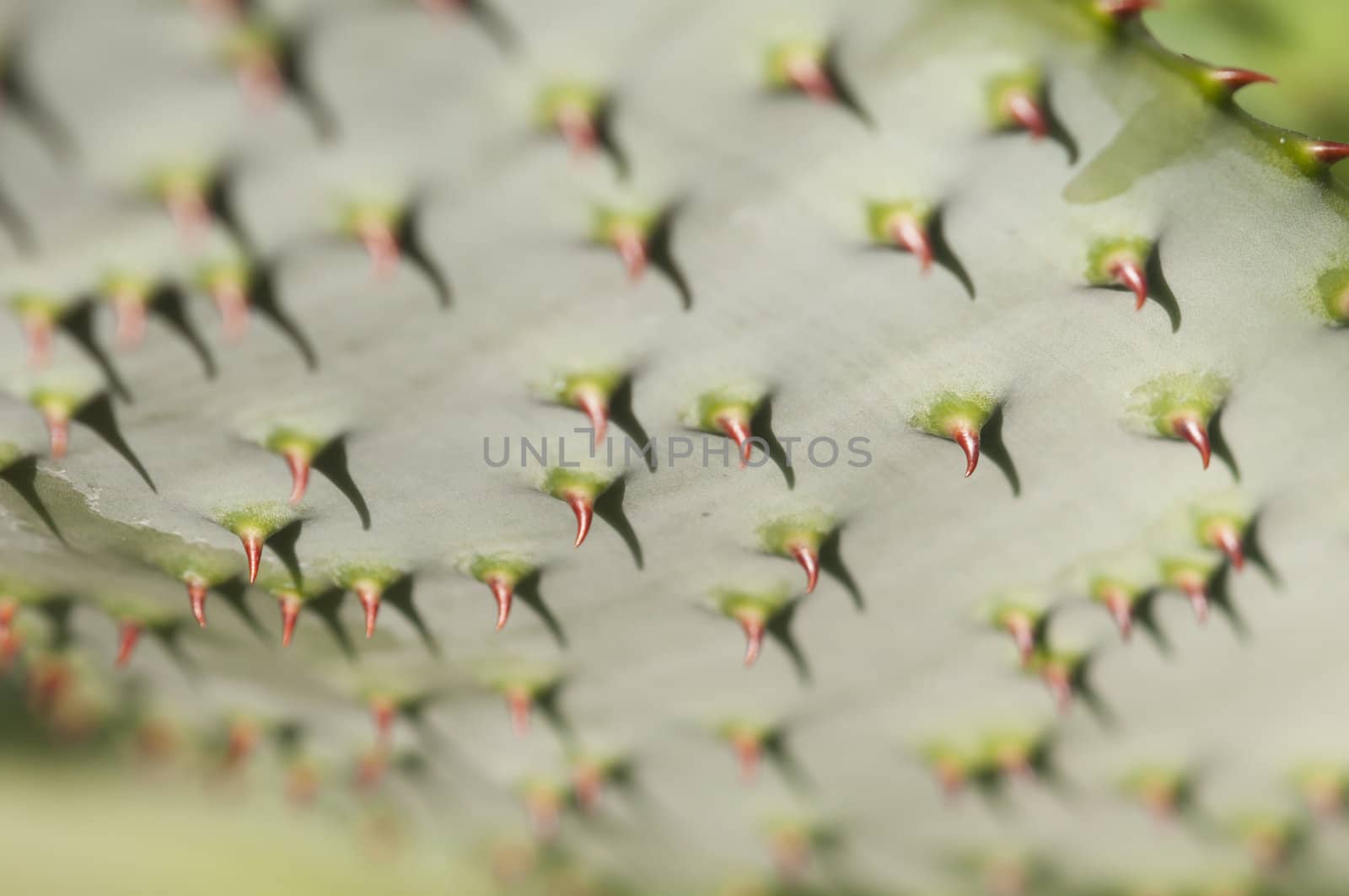 Underside of a succulent plant leaf with red thorns