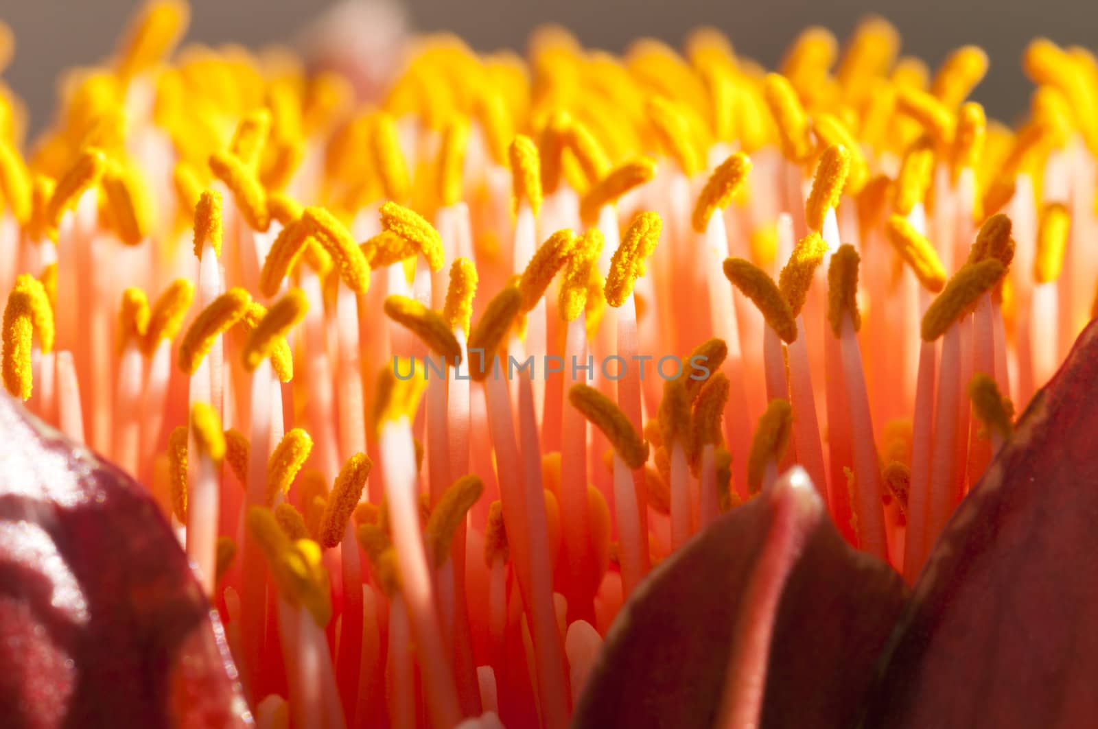 Closeup of the flower of the spectacular paintbrush lily, Scadoxus puniceus, one of South Africa's most striking bulbous plant.