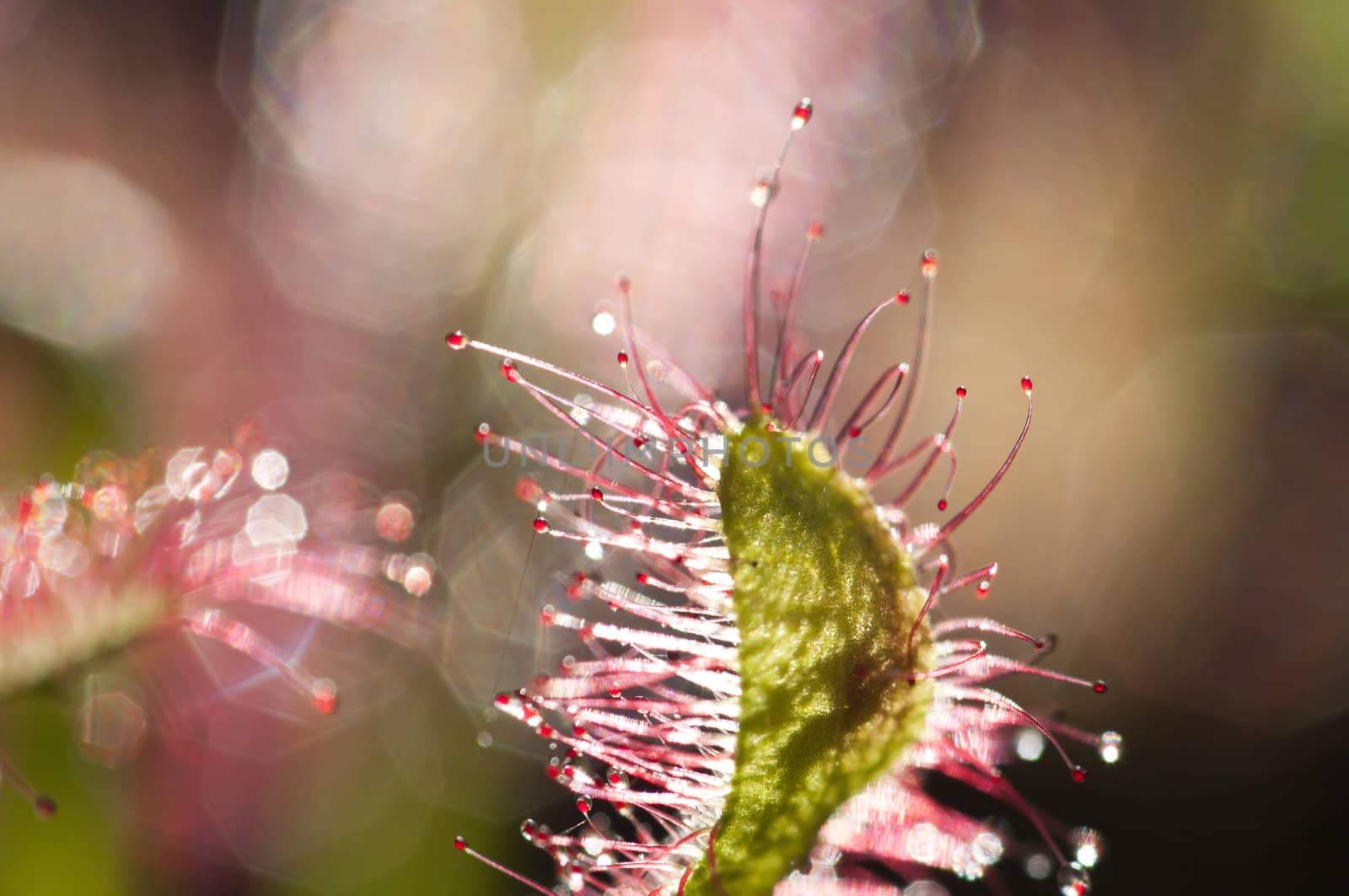Drosera capensis, commonly known as the Cape sundew, is a small rosette-forming carnivorous species of perennial sundew native to the Cape in South Africa