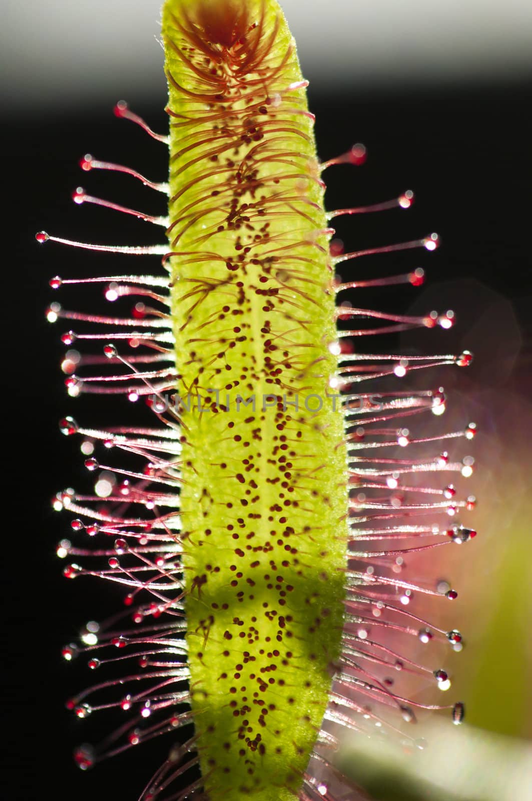Drosera capensis, commonly known as the Cape sundew, is a small rosette-forming carnivorous species of perennial sundew native to the Cape in South Africa