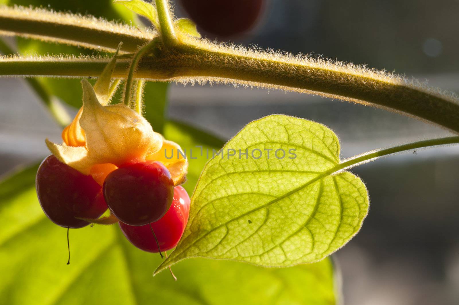Red fruits of  Peregrina or Spicy Jatropha, Jatropha integerrimais, a species of flowering plant in the spurge family, Euphorbiaceae, that is native to Cuba and Hispaniola