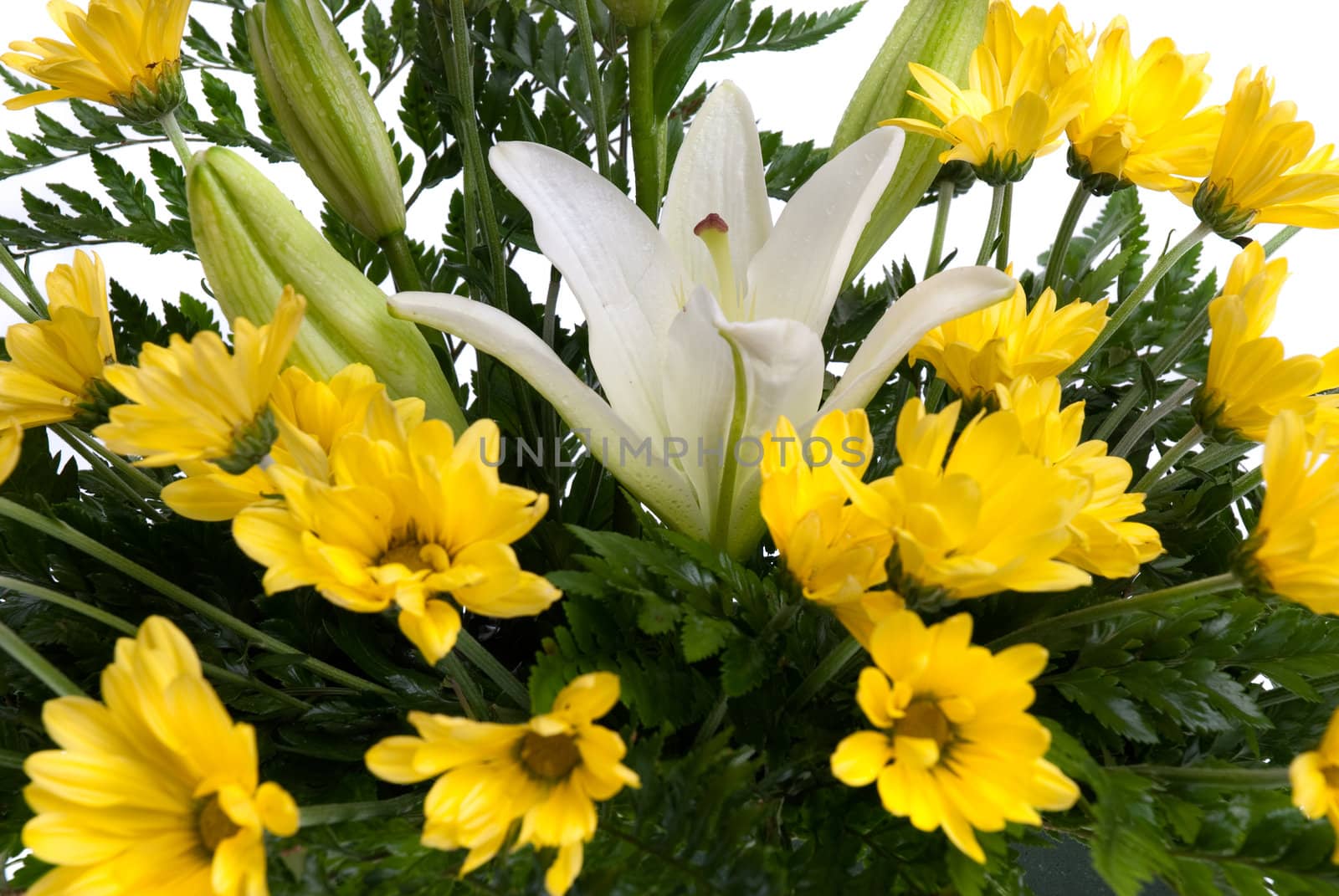 Detail of yellow daisy flowers isolated on white background.
