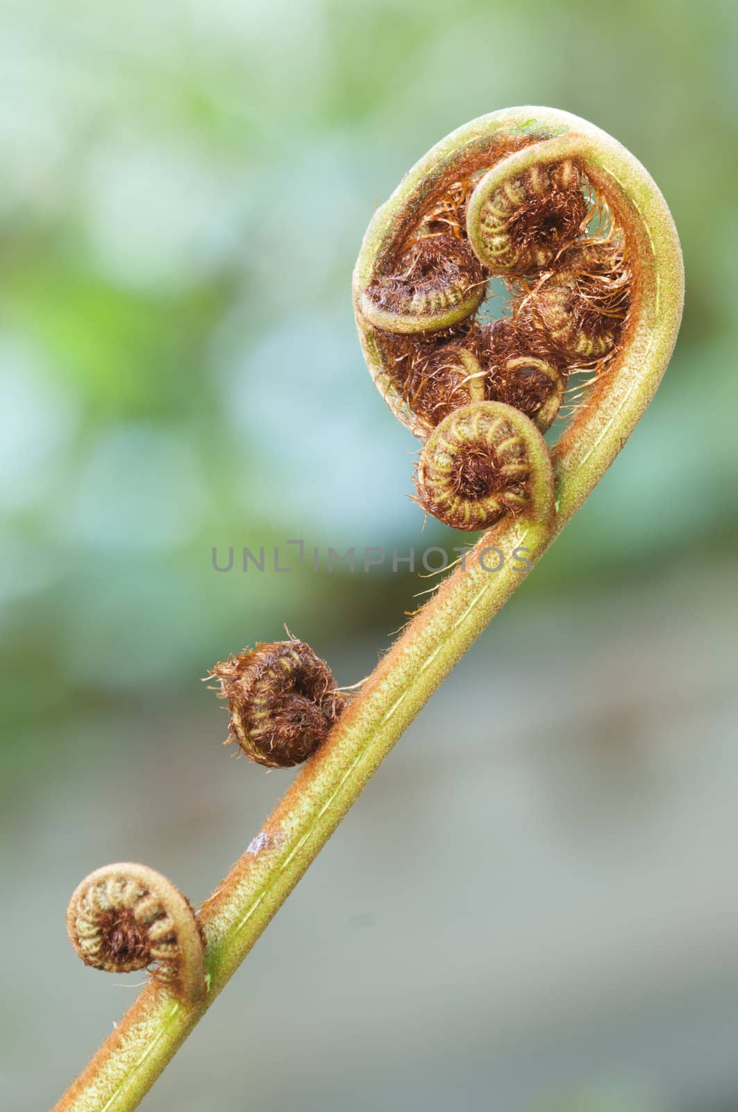 Bud of a leaf of a tropical fern