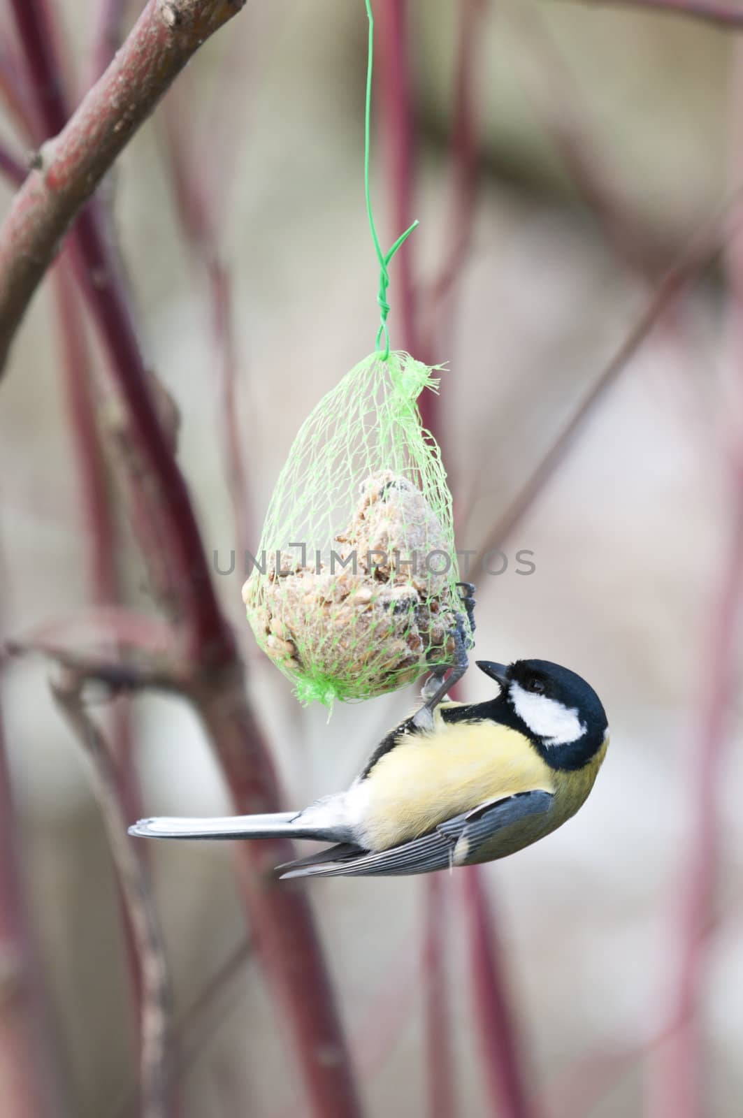 Great Tit (Parus major), hanging from an artificial food dispenser