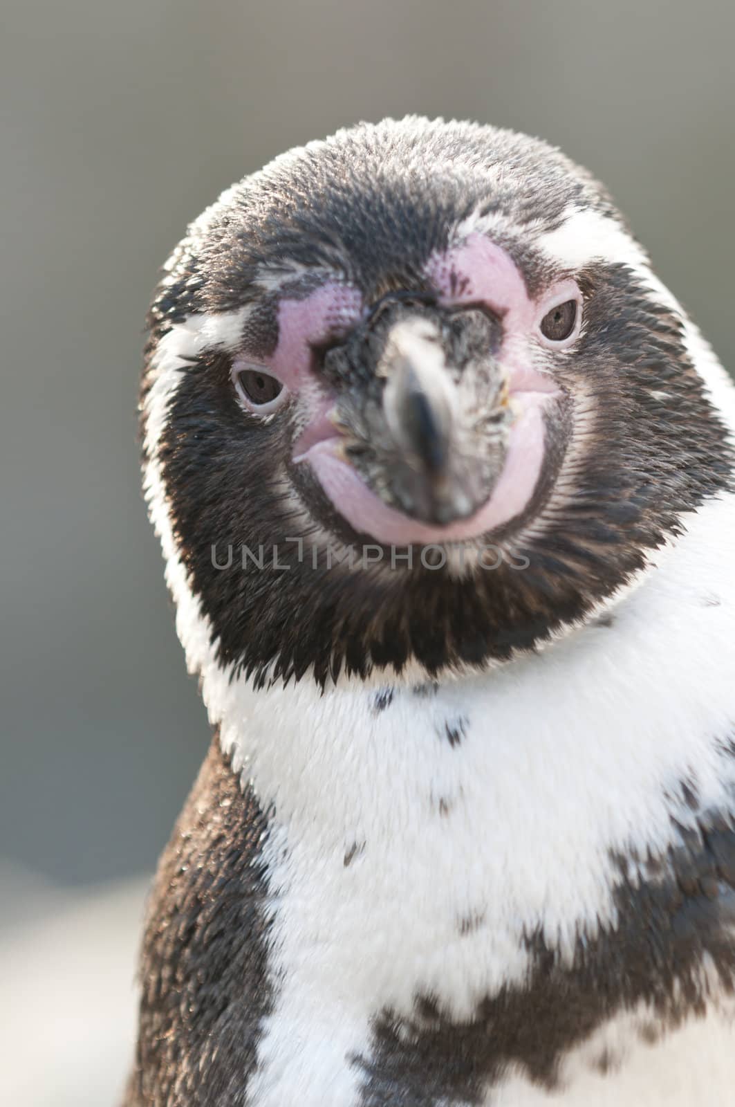 Portrait of a Magellanic Penguin, Spheniscus magellanicus