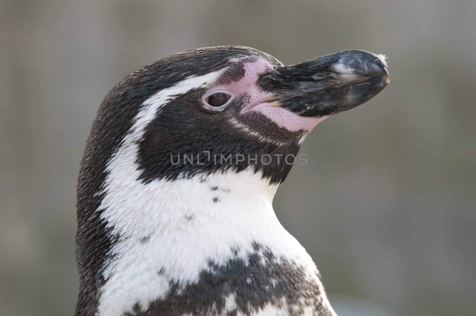 Portrait of a Magellanic Penguin, Spheniscus magellanicus