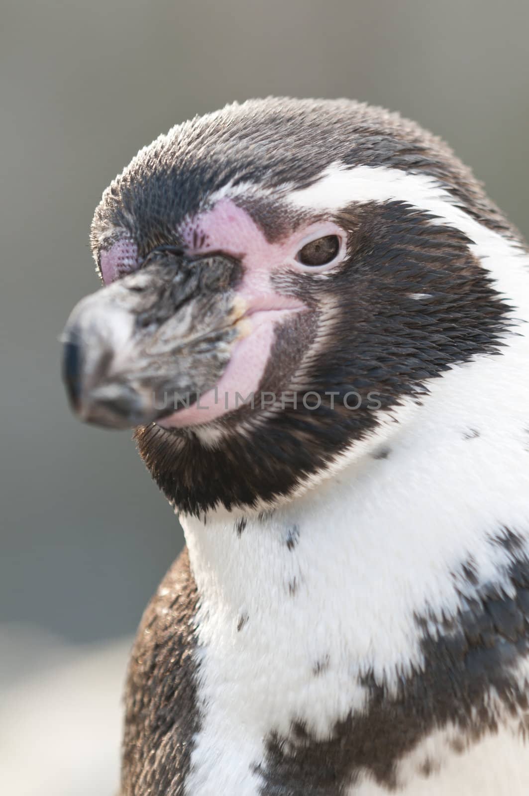 Portrait of a Magellanic Penguin, Spheniscus magellanicus