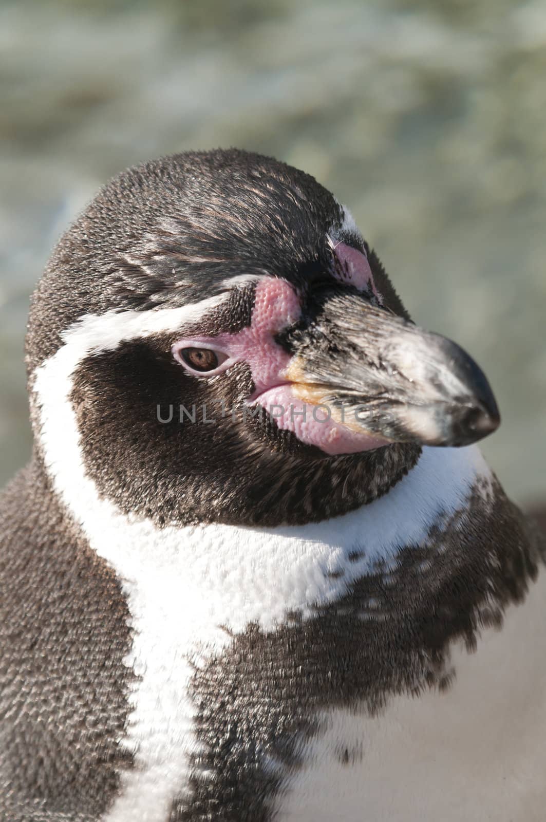 Portrait of a Magellanic Penguin, Spheniscus magellanicus
