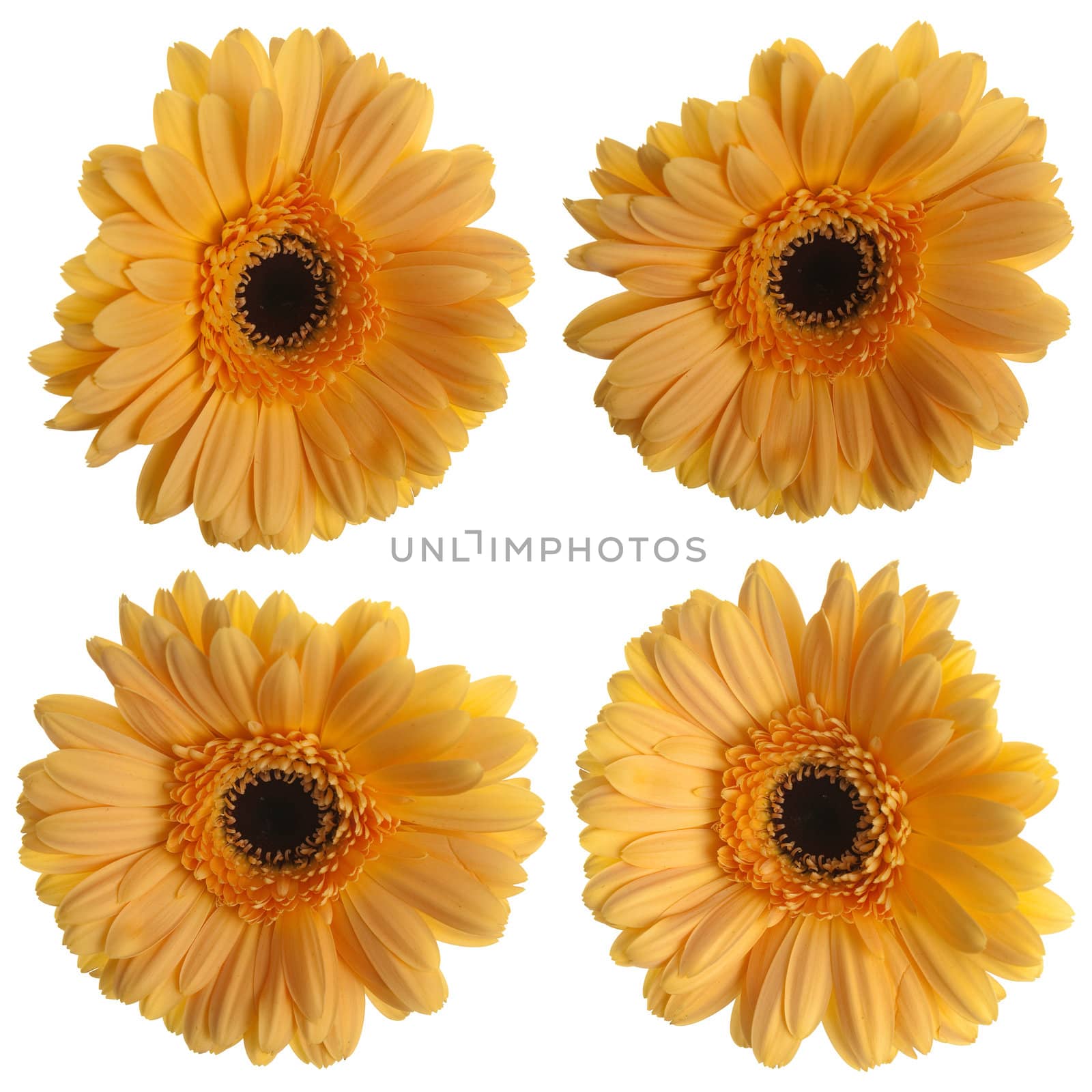 Set of yellow gerbera flowers isolated on white background.