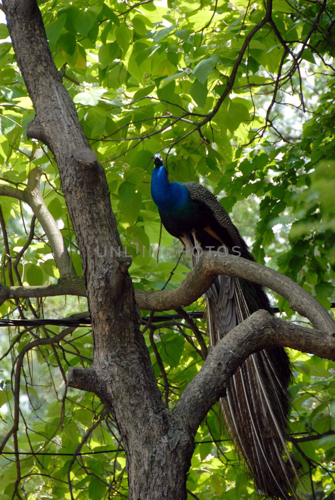 blue male peacock sitting on tree branch outdoor