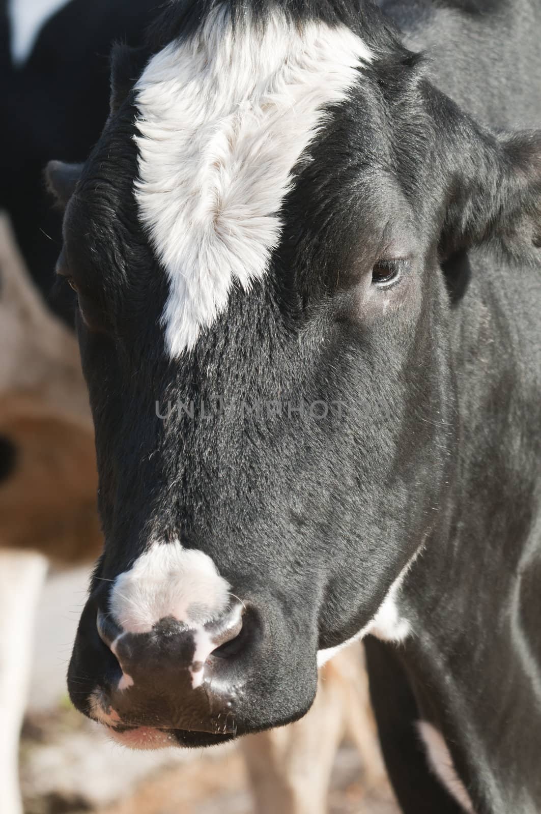 Adult female Dairy cattle (dairy cows) of the species Bos taurus.