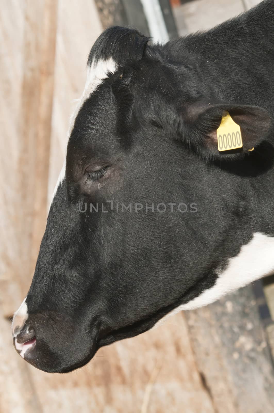 Adult female Dairy cattle (dairy cows) of the species Bos taurus.