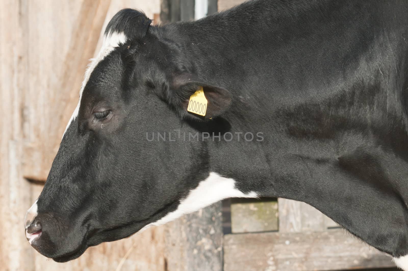 Adult female Dairy cattle (dairy cows) of the species Bos taurus.