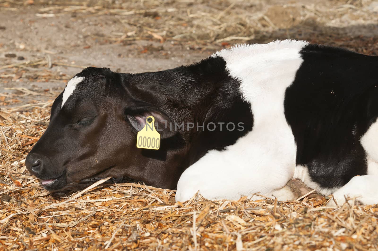 Young Dairy cattle (dairy cows) of the species Bos taurus.