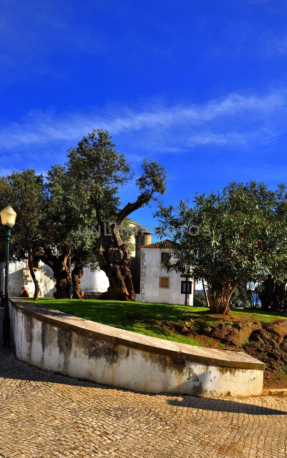 Landscape near the Chapel, old trees. Portugal Lisbon