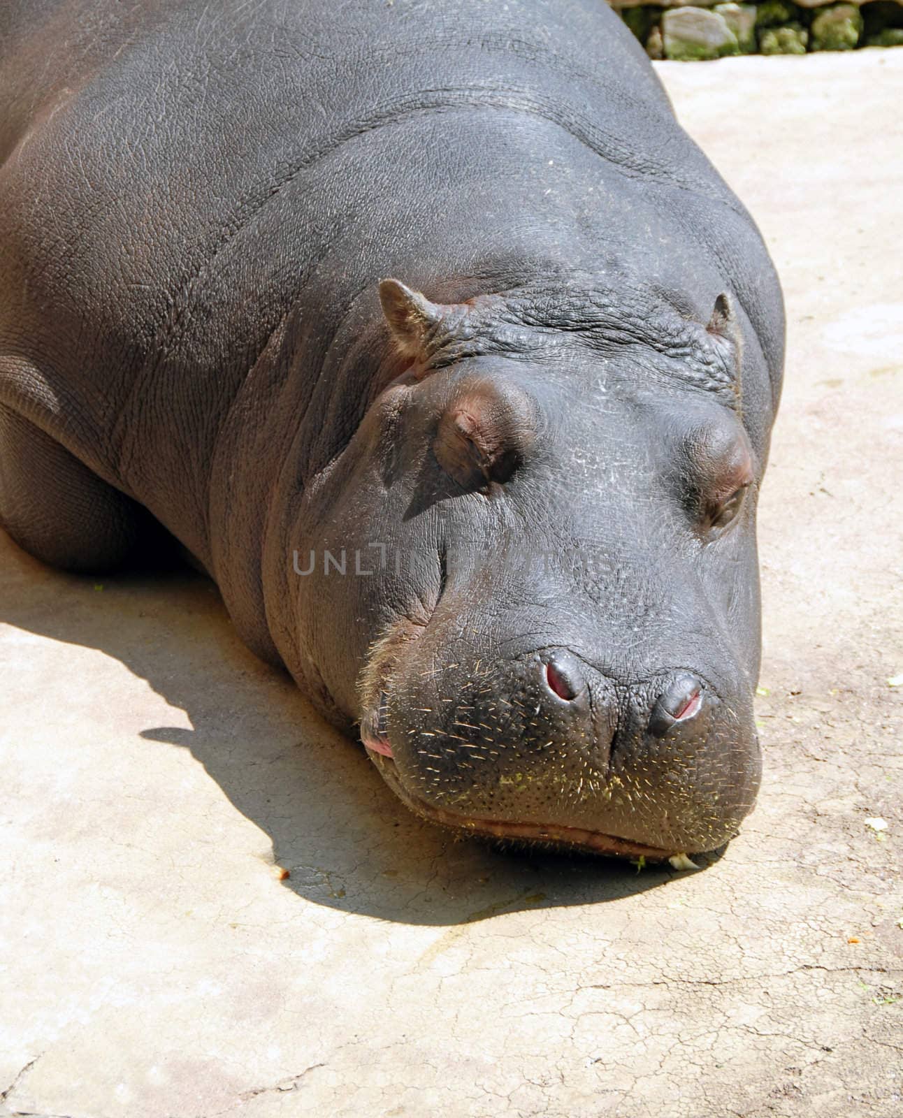 hippopotamus sleeping in zoo outdoor in sunlight