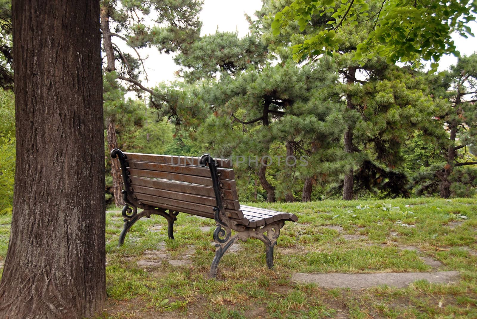 wooden bench on hill in park next to tree