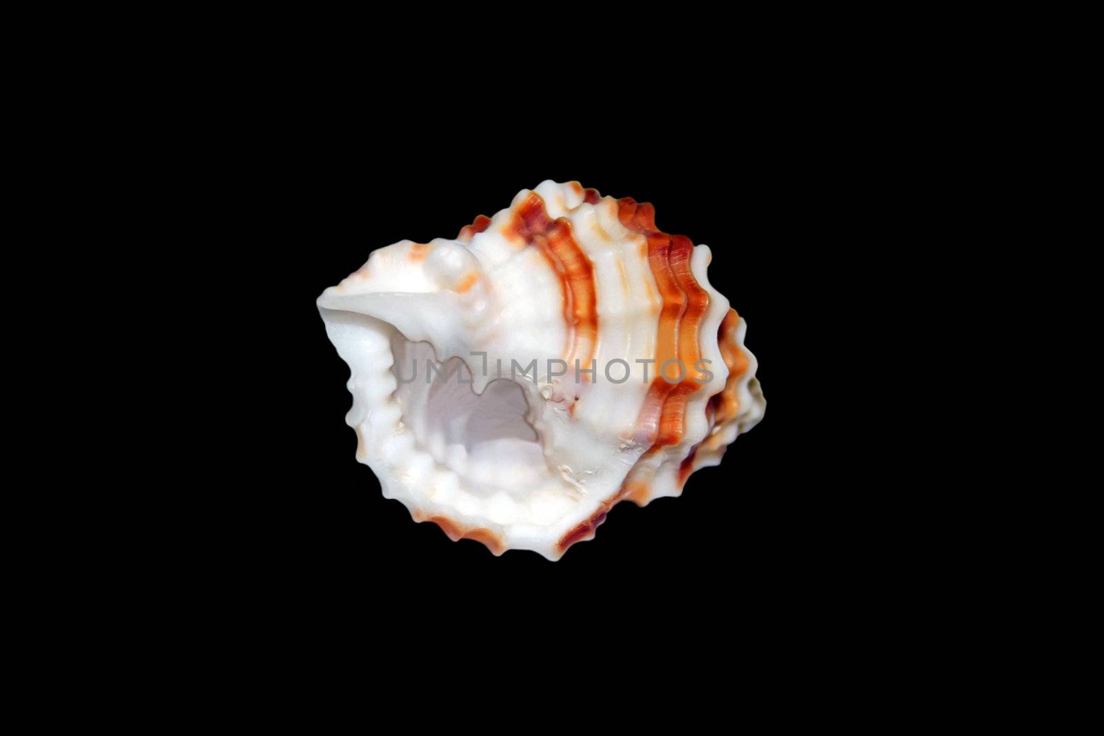 Sea Shell by Ragnar