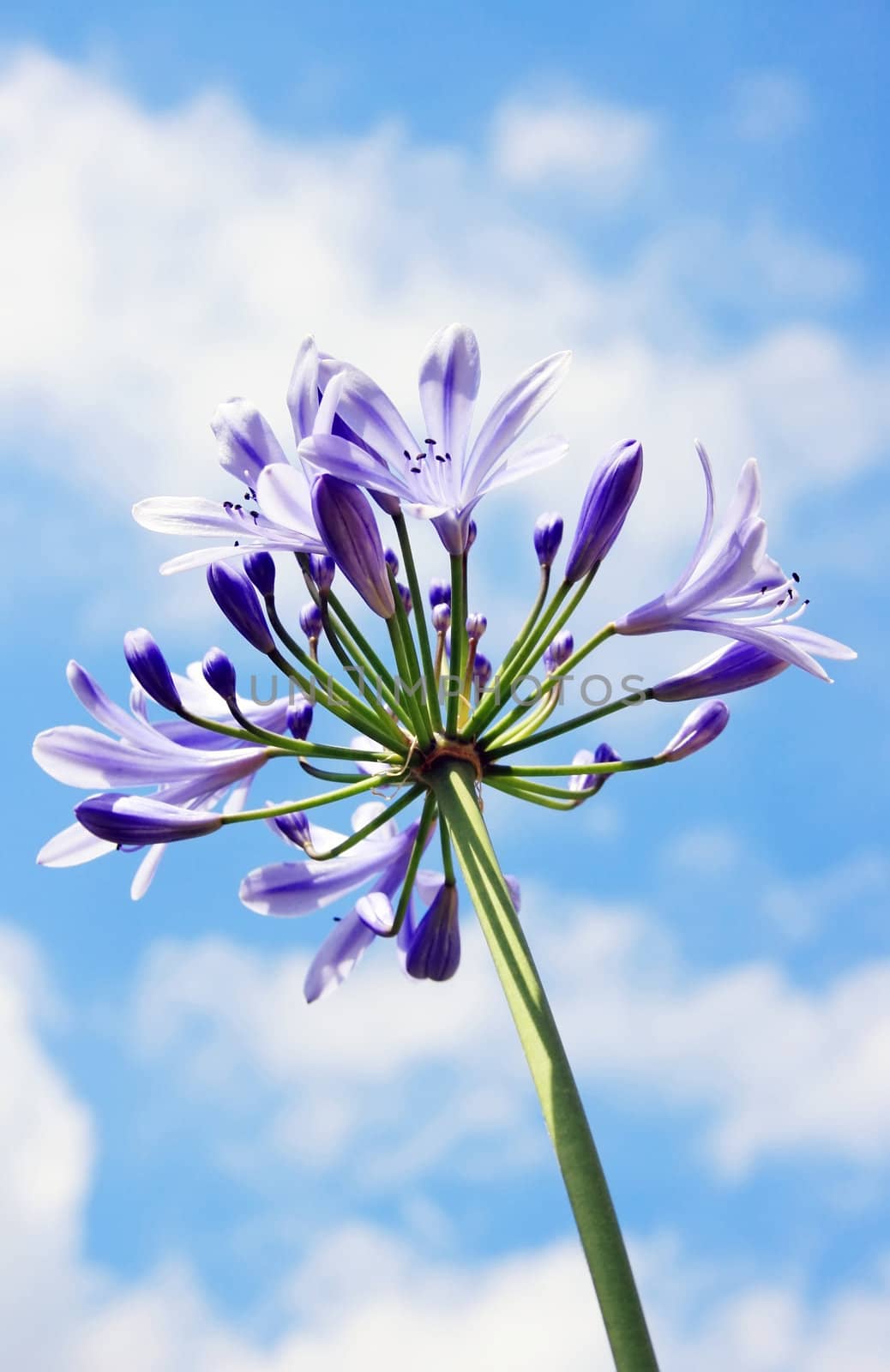 This image shows a macro from a purple lily