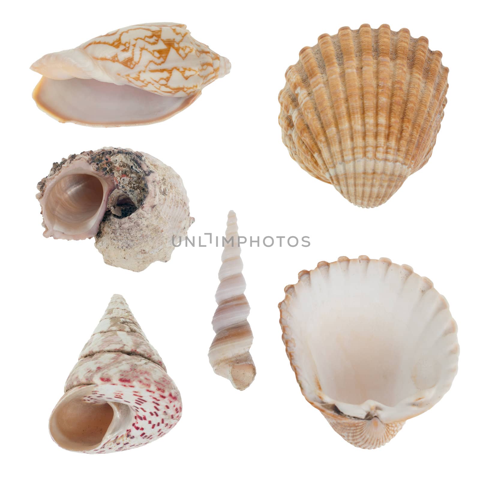 Sea shells by homydesign