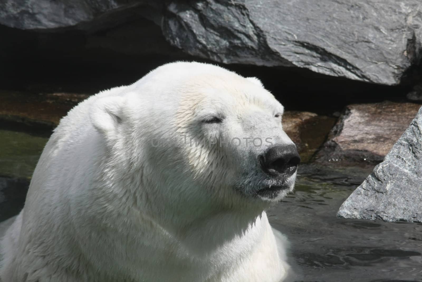 Polar Bear by Ragnar