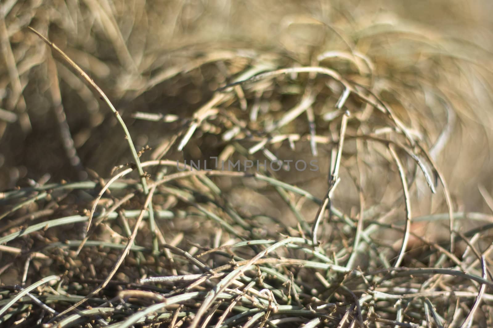 close up photo of blurry moss