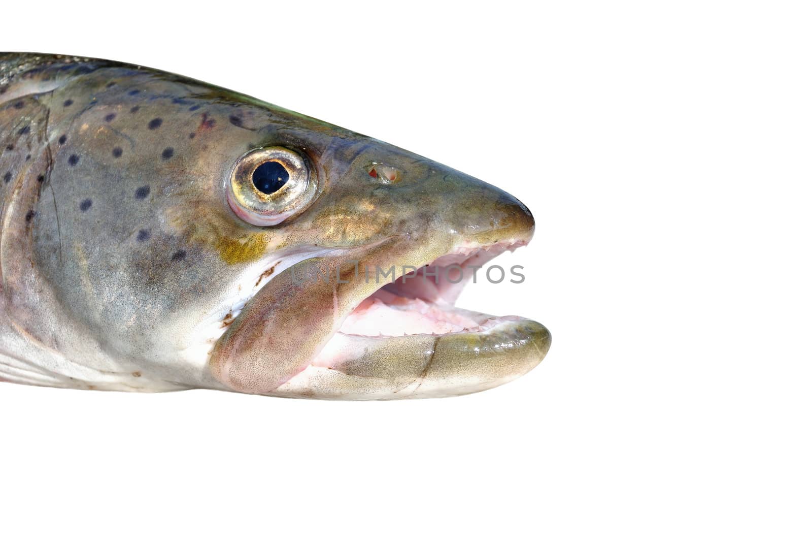 Toothy jaws of trout on a white background 