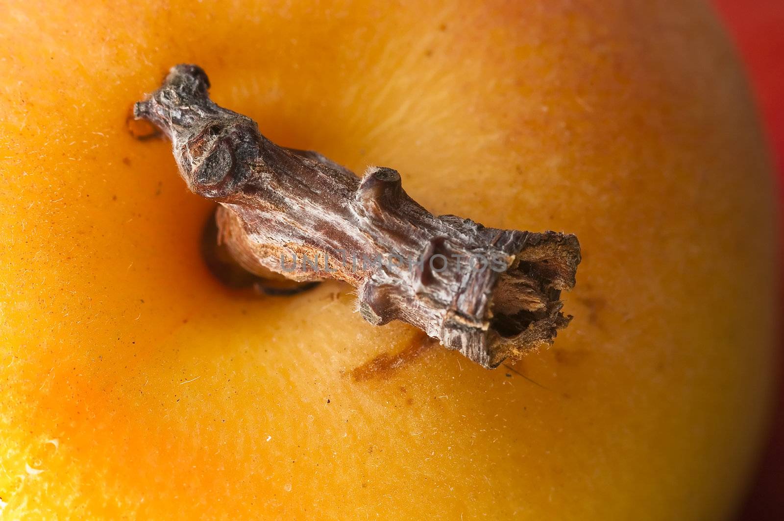 macro closu up shot of an apricot