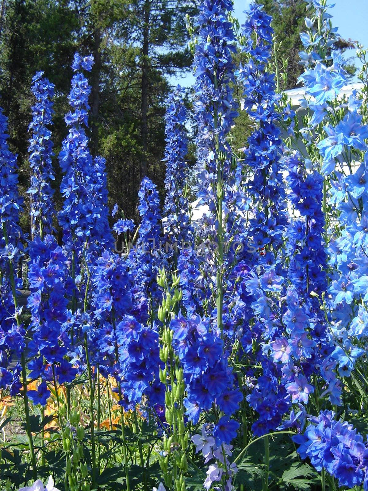Flowers - Blue by RefocusPhoto