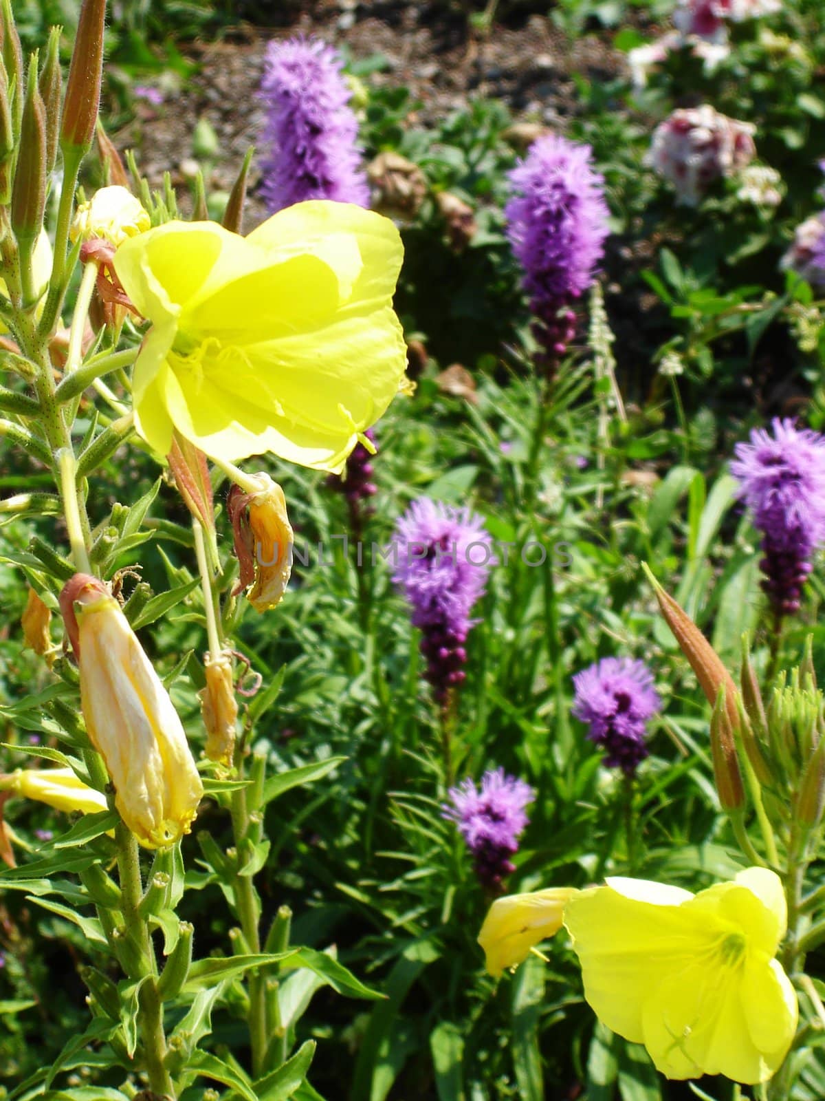 Flowers - Purple and Yellow by RefocusPhoto