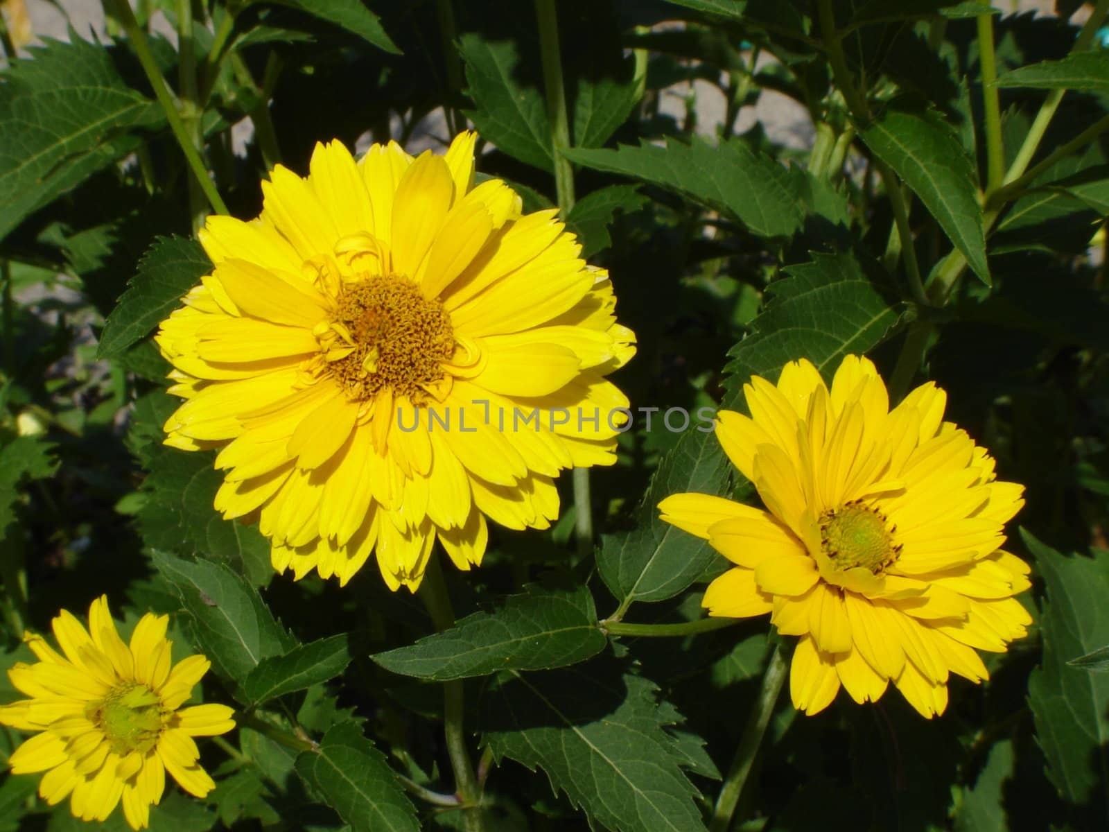 Flowers - yellow