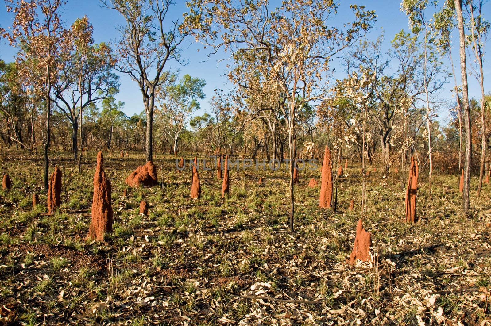 termite mounds by edella