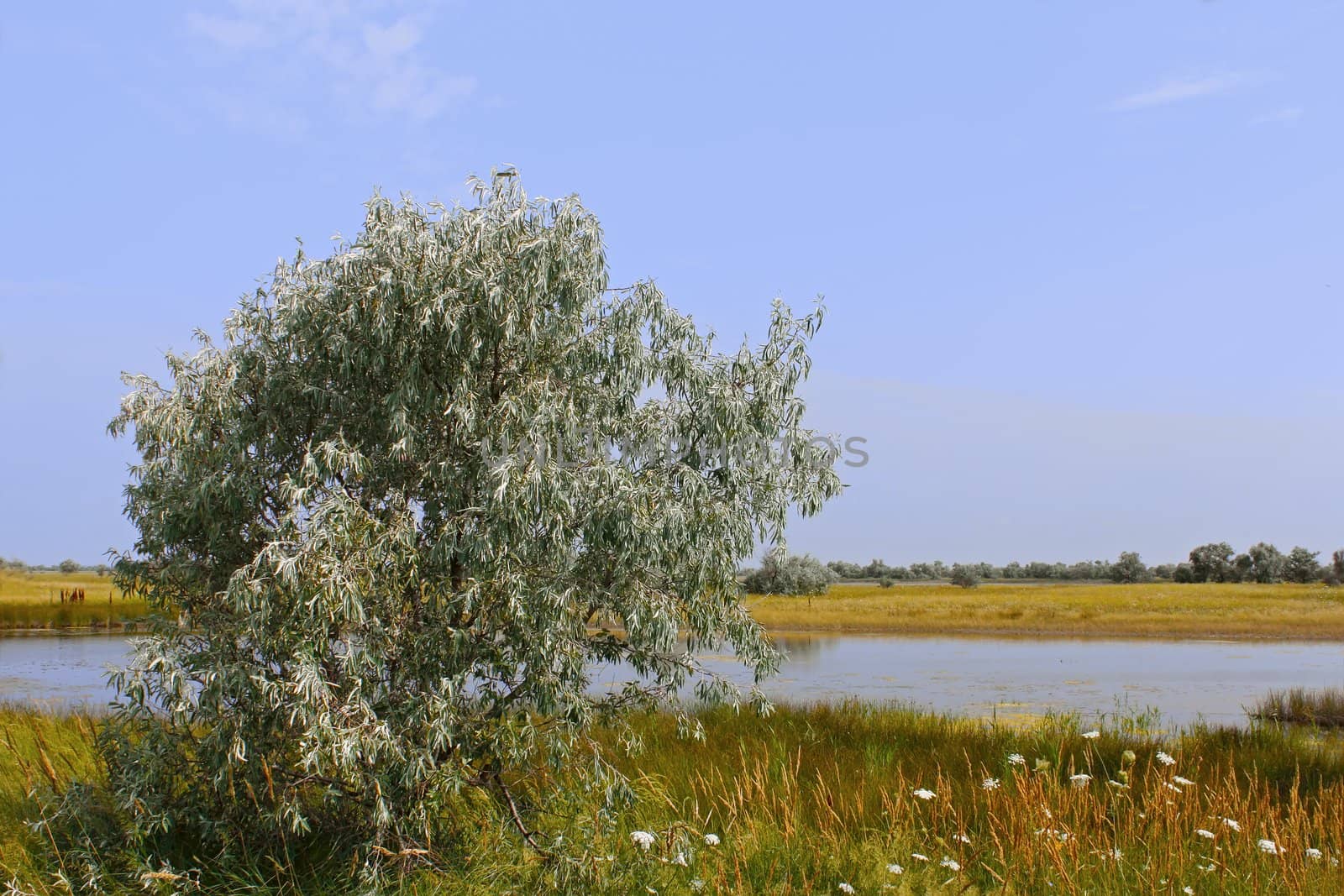 Wild olive tree above salt lake. Kinburn Spit near the town Ochakiv, Ukraine