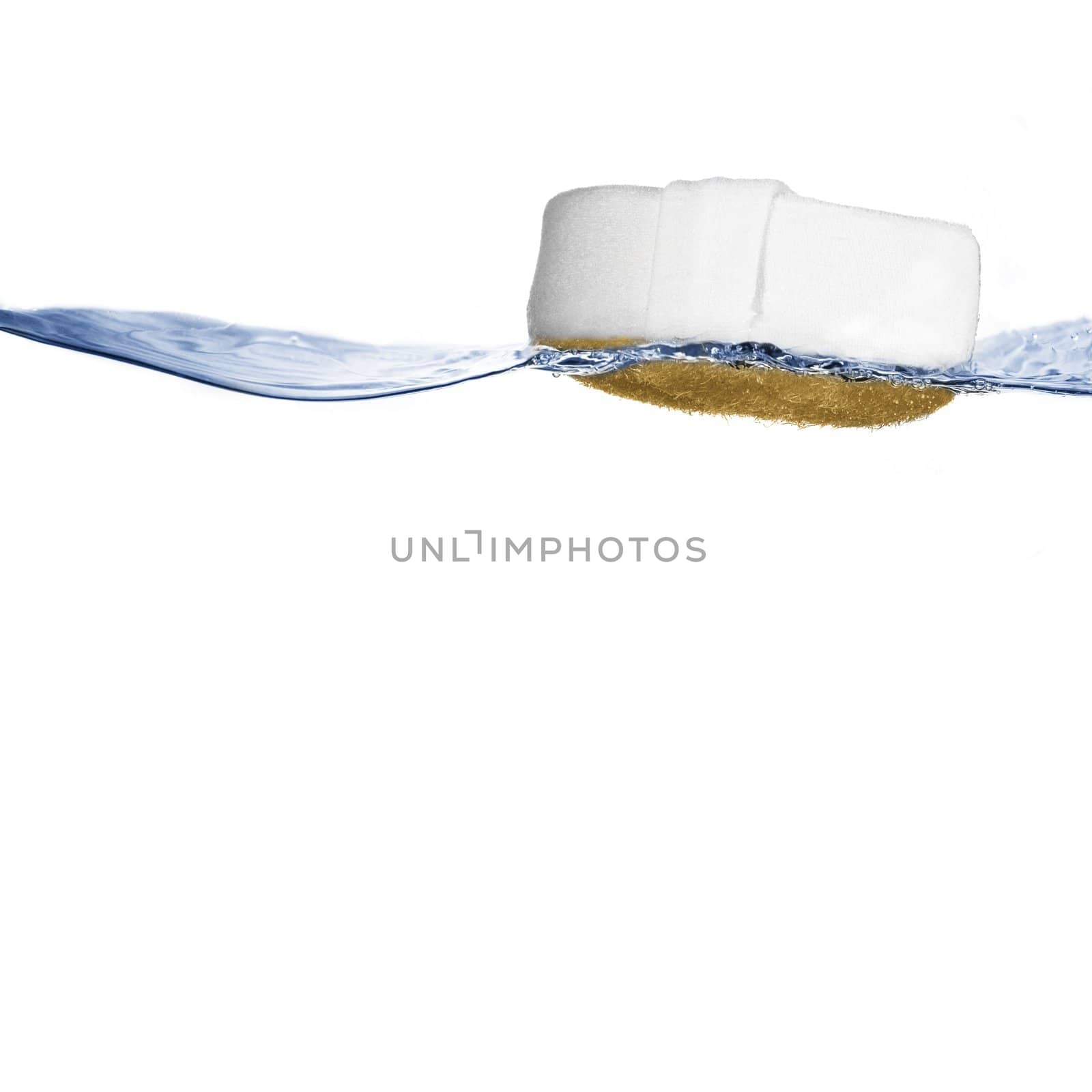 Sponge floating on crisp clear water against white.