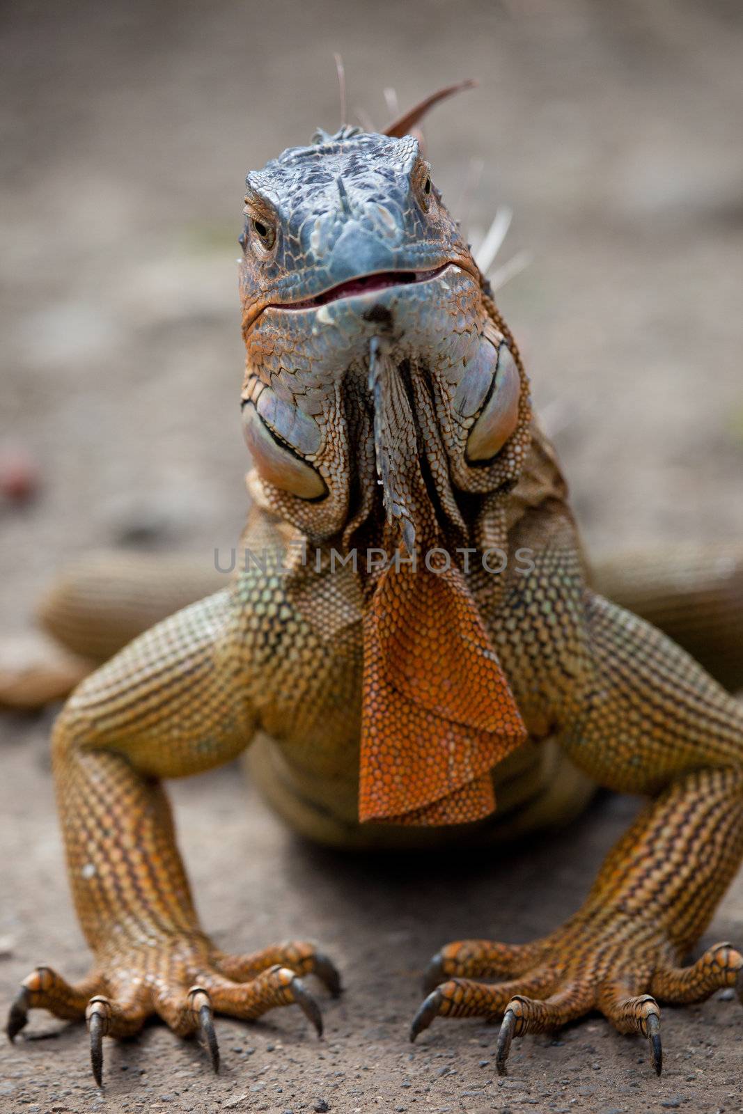 Curious iguana looking into the camera
